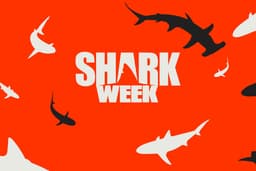 Shark Week NFTs